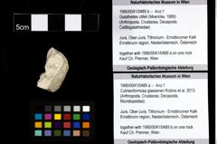 Foto (Objekt + Etiketten) von Galatheites zitteli (Moericke, 1889) 